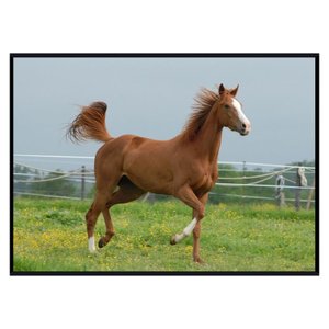 Quadro Decorativo Cavalo Marrom em Paisagem de Campo Escolha o Tamanho