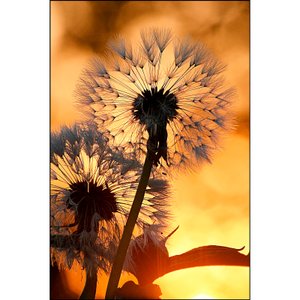 Quadro Decorativo Floral Dente de Leão Sunset 70x100 cm Quadro Decorativo Floral Dente de Leão Sunset 70x100 cm