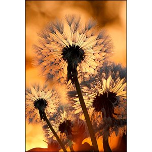 Quadro Decorativo Floral Dente de Leão Sunset II 70x100 cm Quadro Decorativo Floral Dente de Leão Sunset II 70x100 cm