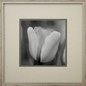 Quadro Decorativo Floral Tulipa em Preto e Branco 50x50cm