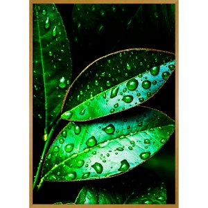 Quadro Decorativo Folhas Verdes na Chuva Detalhes em Dourado 70x100 cm Quadro Decorativo Folhas Verdes na Chuva Detalhes em Dourado 70x100 cm