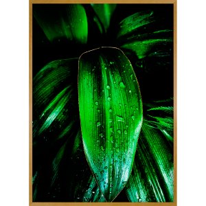 Quadro Decorativo Folhas Verdes na Chuva Detalhes em Dourado II - 70x100 cm Quadro Decorativo Folhas Verdes na Chuva Detalhes em Dourado II - 70x100 cm