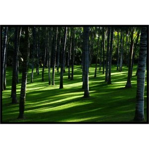 Quadro Decorativo Paisagem Floresta Árvores de Palma 100x70cm