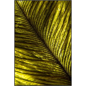 Quadro Decorativo Pena Verde 80x120 Moldura Preta Quadro Decorativo Pena Verde 80x120 Moldura Preta