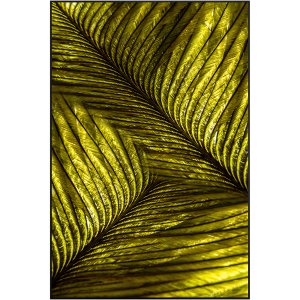 Quadro Decorativo Pena Verde com Moldura Preta 80x120 Quadro Decorativo Pena Verde com Moldura Preta 80x120