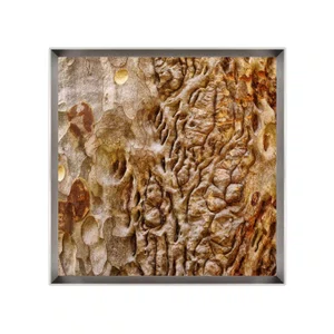 Quadro Decorativo Textura Casca de Árvore por Dorival Moreira - Escolha o Tamanho