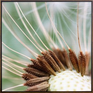 Quadro Dente de Leão em Tela Canvas com Moldura - Elegância na sua Decoração Quadro Dente de Leão em Tela Canvas com Moldura - Elegância na sua Decoração