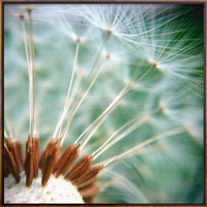 Quadro Decorativo Dente de Leão em Tela Canvas com Moldura Flutuante Quadro Decorativo Dente de Leão em Tela Canvas com Moldura Flutuante