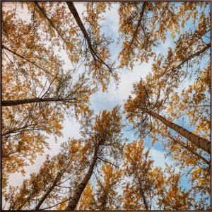 Quadro em Tela Canvas com Moldura Galhos de Árvores - Escolha o Tamanho Quadro em Tela Canvas com Moldura Galhos de Árvores - Escolha o Tamanho