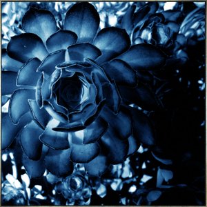 Quadro Floral Azul em Tela Canvas Planta Suculenta - 70x70 cm Quadro Floral Azul em Tela Canvas Planta Suculenta - 70x70 cm