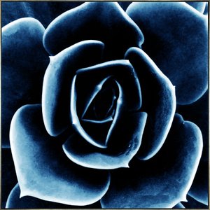Quadro Floral Azul em Tela Canvas Planta Suculenta II - 70x70cm Quadro Floral Azul em Tela Canvas Planta Suculenta II - 70x70cm