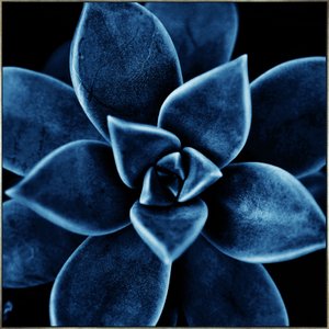 Quadro Floral Azul em Tela Canvas Planta Suculenta IV - 70x70cm Quadro Floral Azul em Tela Canvas Planta Suculenta IV - 70x70cm