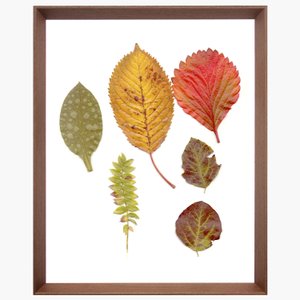 Quadro Folhas de Outono com Moldura Chanfrada Marrom 40x50cm