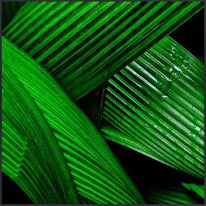 Quadro Folhas Verdes Decorativo por Dorival Moreira 80x80 cm