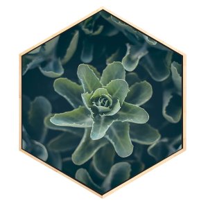 Quadro Hexagonal Decorativo Suculentas Tela Canvas com Moldura Quadro Hexagonal Decorativo Suculentas Tela Canvas com Moldura