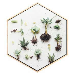 Quadro Hexagonal Mudas de Suculentas Tela Canvas com Moldura Quadro Hexagonal Mudas de Suculentas Tela Canvas com Moldura