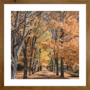 Quadro Paisagem Estrada Ladeada de Árvores Natureza 30x30 cm