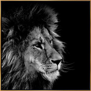 Tela Canvas Arte Leão em Preto e Branco 120x120 cm Tela Canvas Arte Leão em Preto e Branco 120x120 cm