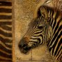 Gravura para Quadros Africana Zebra com Detalhes Abstratos 30x30cm