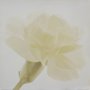 Gravura para Quadros Flor Craveiro Branco 70x70cm