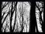 Quadros Floresta Árvores sem Folhas Kit com 9 Quadros 43x33cm