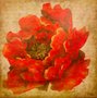Gravura para Quadros Flor Paeônia Vermelha 46x46cm