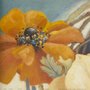 Gravura para Quadros Flor Papoula em Plena Floração 30x30cm