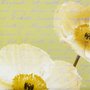 Gravura para Quadros Flor Papoula Branca Escrito ao Vento 46x46cm