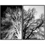 Conjunto Quadros Preto e Branco Árvore Seca Positivo Negativo 160x120 cm