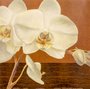 Gravura para Quadros Flor Branca Primavera 30x30cm