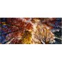 Gravura Abstrata para Quadros Árvores Coloridas 70x30cm
