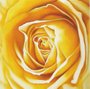Gravura Floral para Quadros Flor Rosa Amarela 30x30cm