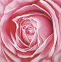 Gravura Floral para Quadros Rosa 30x30cm