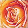 Gravura Floral para Quadros Rosa Laranja 30x30cm