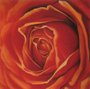 Gravura Floral para Quadros Rosa Vermelha 30x30cm