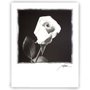 Gravura para Quadros Floral em Preto e Branco 56x71cm