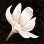 Gravura para Quadros Floral Flor Branca 33x33cm