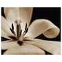 Gravura para Quadros Floral Flor em Preto e Branco 50x40cm DPMP1726
