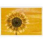 Gravura para Quadros Floral Girassol 140x95cm