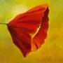 Gravura para Quadros Floral Papoula Vermelha 50x50cm