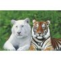 Gravura Poster para Quadros Tigre Branco e Tigre de Bengala 90x60cm
