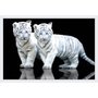 Gravura Poster para Quadros Tigres Brancos 90x60cm