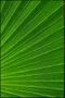 Kit de Quadros Botânicos Tropical Folhagem Verde e Amarelo 80x140 cm Cada Quadro