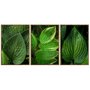 Kit de Quadros Moldura Rústica Folhas Verdes Kit com 3 Quadros de 70x100cm