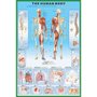 Poster Anatomia do Corpo Humano 60x90cm com/sem Moldura