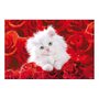 Poster Gato Branco Filhote Sobre Rosas Vermelhas 90x60cm com/sem Moldura