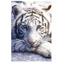 Poster Tigre Branco 60x90cm com/sem Moldura