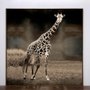 Quadro Canvas com Moldura Tela Imagem de Girafa 120x120 cm