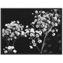 Quadro com Moldura Preta Decorativo em Preto e Branco Floral Arte Flowers II - 80x60cm