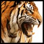 Quadro com Moldura Preta Ilustração Tigre Rugindo Escolha o Tamanho